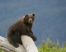 This diverse wilderness protects a wide variety of fish and wildlife species and their habitats. The 10 Best Alaska Wildlife Conservation Center Tours Tickets 2021 Anchorage Viator