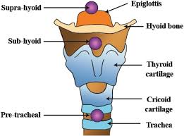 Image result for Hyoid Bone