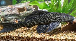 Kalau kamu penasaran, langsung saja yuk simak tafsir. 87 Gambar Ikan Sapu Sapu Gambar Pixabay
