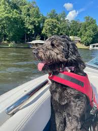 Hey, dog park friends!...