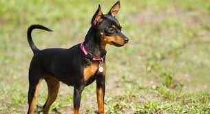 In fact, the miniature pinscher actually predates the doberman pinscher by roughly 200 years. Doberman Small Dog Online Shopping