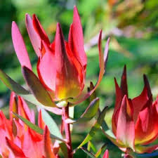 Image result for Clutia galpinii