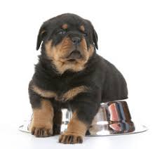 feeding large breed puppies a love of rottweilers