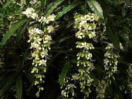 Image result for Clerodendrum abilioi