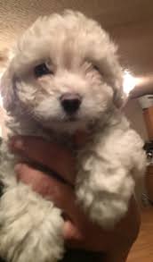Favorite this post jun 21 standard poodle puppies Miniature Poodle Puppies For Sale Pearland Tx 184094