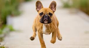 Brachycephaly and boas are an issue of major concern for dogs at the moment. French Bulldog Lifespan How Long Do Frenchies Live