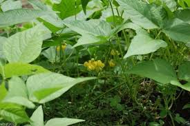 Image result for Vigna umbellata