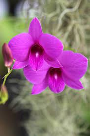 Cooktown Orchid Beautiful Orchids Unusual Flowers Australian Flowers