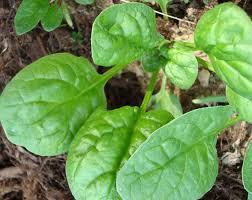How to grow spinach indoors. Growing Spinach Growin Crazy Acres