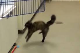 Why can't my cat jump anymore? Watch Cat Can T Jump On Freshly Waxed Floor Upi Com