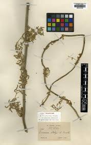 Image result for Dioscorea cochleari-apiculata