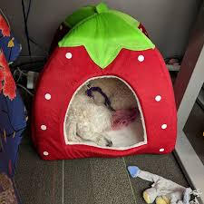 More than 373 dog strawberry at pleasant prices up to 24 usd fast and free worldwide shipping! Google Dog Strawberry Bed