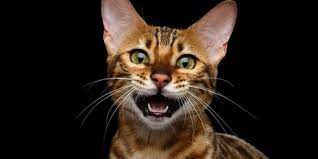 Tafsiran mimpi memang bisa diartikan dari berbagai sisi dan berabagai hal yang termuat dalam mimpi tersebut. Kucing Peliharaan Berkelahi Ini Yang Harus Dilakukan Halaman All Kompas Com