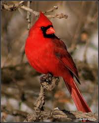 Image result for Pyralis cardinalis
