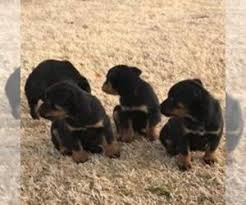 Search for dogs closest to your area by rottweiler houston, texas, united states. Rottweiler Puppies For Sale Near Houston Texas Usa Page 1 10 Per Page Puppyfinder Com
