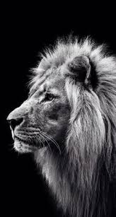 Black And White Lion And Lioness Pictures Image Result For Lion Black And White Calm Lion Photography Animals Black And White Black And White Lion