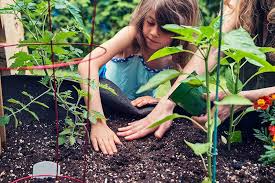 We did not find results for: How To Grow An Organic Vegetable Garden