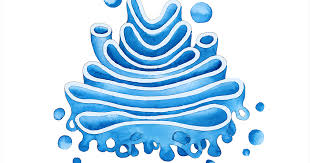 The golgi apparatus, also called the golgi complex, is found in plant and animal cells. Golgi Apparatus Golgi Body667 Twitter