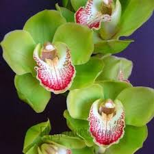 Nagengast florist order flowers online from your florist in albany, ny. Hot Pink Lips Cymbidium Orchids Orchids