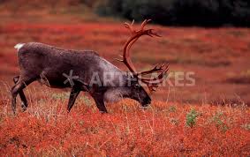 Check spelling or type a new query. And Bear Berry Bushes In Tundra Picture Art Prints And Posters By Danita Delimont Artflakes Com