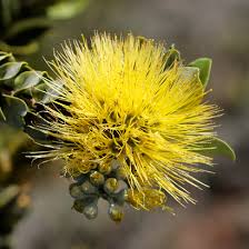 Check spelling or type a new query. Metrosideros Polymorpha Ohi A Lehua Ohia Hawaiian Plants And Tropical Flowers
