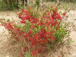 Image result for Ochna leptoclada
