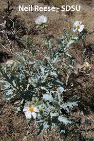 Image result for Papaveraceae