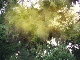 あの軟膏が効く花粉症のゆらぎ肌に与え過ぎないスキンケア 花粉症 砺波 ゆらぎ
