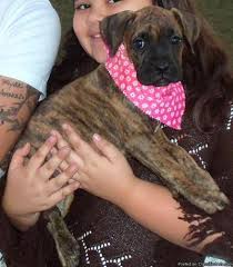 See more ideas about boxer puppies, boxer, puppies. Boxer Puppies Price 650 00 For Sale In Zephyrhills Florida Best Pets Online