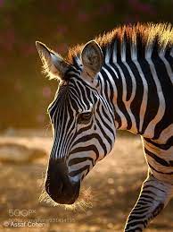 Zebra Assaf Cohen Nikon D7200 Animals Photo Nature African Animals Photography Wild Animals Photography Zoo Animals
