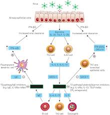 270 x 312 jpeg 28 кб. Dual Mechanism Of Action Of T2 Inhibitor Therapies In Virally Induced Exacerbations Of Asthma Evidence For A Beneficial Counter Regulation European Respiratory Society