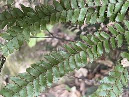 Image result for Adiantum hispidulum