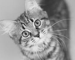 Black And White Striped Cat Black And White Kitten Photograph Cat Photography Cat Portrait Cute Cat Kitty Tiger Cat Animal Art Cat Portraits Black And White Kittens Cat Photography