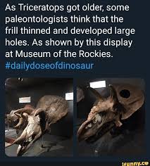 As Triceratops Got Older Some Paleontologists Think That The Frill Thinned And Developed Large Holes As Shown By This Display At Museum Of The Rockies Daily Paleontologist Funny Animal Memes Memes
