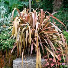 Colensoi is endemic to new zea. New Zealand Flax Finegardening