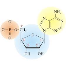 Nucleotide Chemistry Dictionary Glossary Macromolecules Biochemistry Chemistry