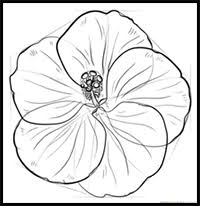 Maybe you would like to learn more about one of these? How To Draw Flowers Drawing Tutorials Drawing How To Draw Flowers Blossoms Petals Drawing Lessons Step By Step Techniques For Cartoons Illustrations