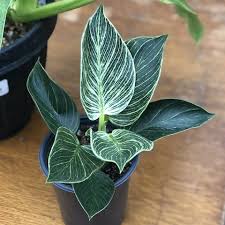 Plants Available For Shipping Within Canada Sage Garden In 2020 Live Plants Plants Sage Garden