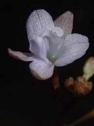 Image result for Didymoplexis