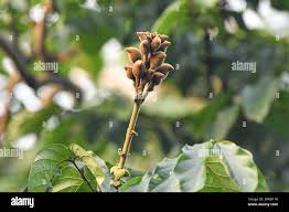 Image result for Markhamia tomentosa
