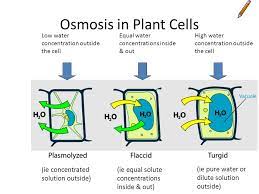 Plant cell plant cells have many different parts that are need to work together and function as a whole. Some Fab Real Time Osmosis Videos To Set The Mood Ppt Video Online Download