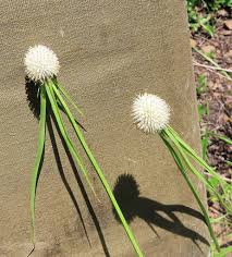 Image result for Kyllinga alba