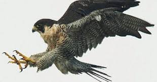 El Alcon Peregrino Un Ave Sin Igual Falcao Peregrino Aves De Rapina Animais