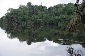 Image result for Raphia rostrata