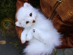 Create great digital art on your favorite topics from celebrities to. Sold Baby Arctic Fox By Wood Splitter Lee On Deviantart