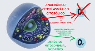 HOLA INFLUENCERS, te lo explico como si fueras mi alumno La glucosa puede  dar energía fuera o dentro de la mitocondria.  En el citoplasma: da  energía rápida, poco eficiente, y ahí