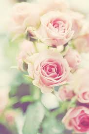 Im juni sind die meisten am blühen und sie kriegen sie natürlich auch im september, aber dann kosten sie 10 x so viel. 17 Blumen Juni Luli Ideen Blumen Schnittblumen Hochzeitsblumen