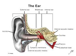 conductive vs sensorineural hearing loss neurology