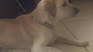 Maybe you would like to learn more about one of these? Pet Sitting And Dog Boarding Dog Walker Pet Sitting Dog Boardi