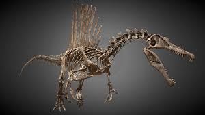 Spinosaurus Skeleton Ver 2018 By Vi Models By Vitamin Imagination Co Ltd Ceo Jin Kyeom Kim Spinosaurus Skeleton Model